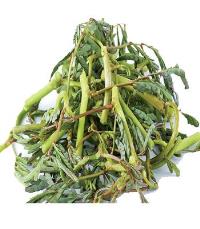 Water mimosa 200g